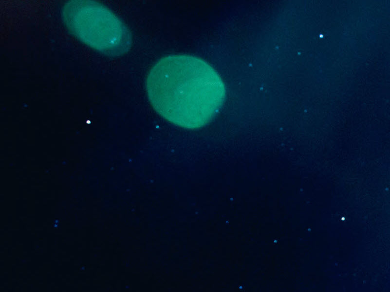novasterillis-header Novasterilis